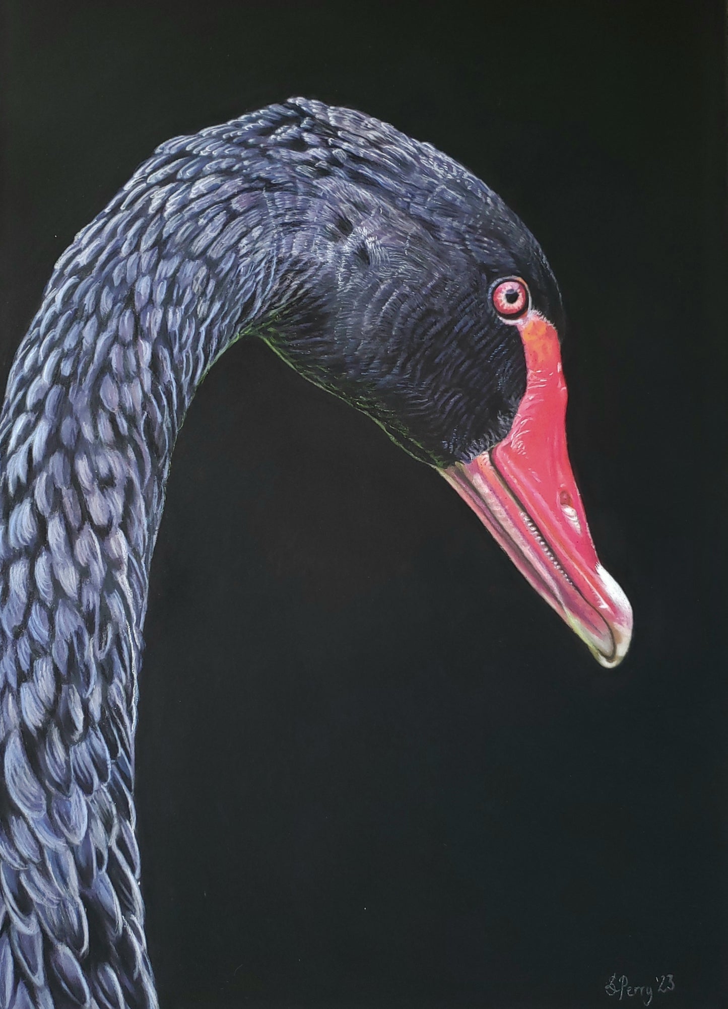 "Black Swan", Original drawing