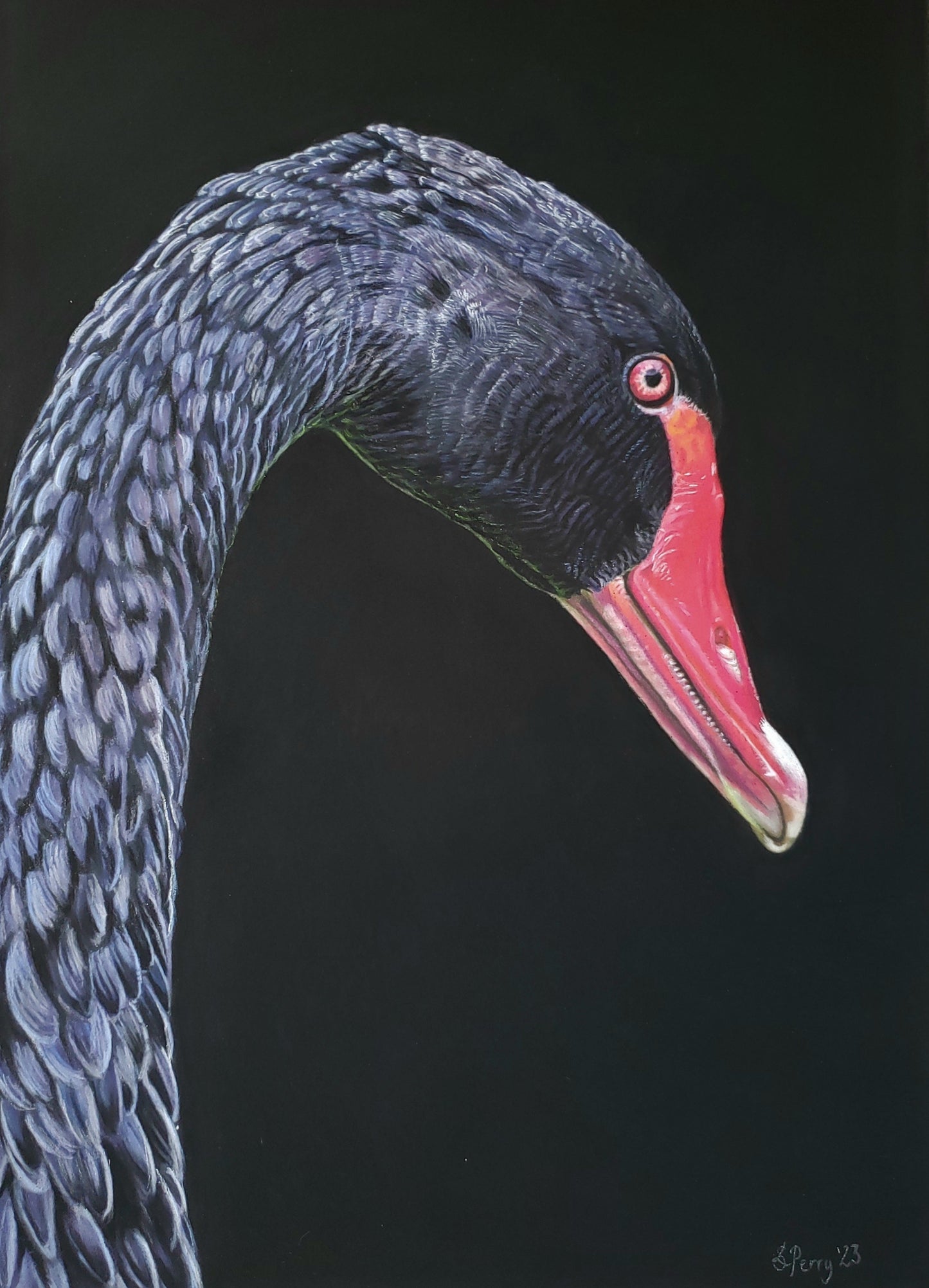 "Black Swan" giclee print