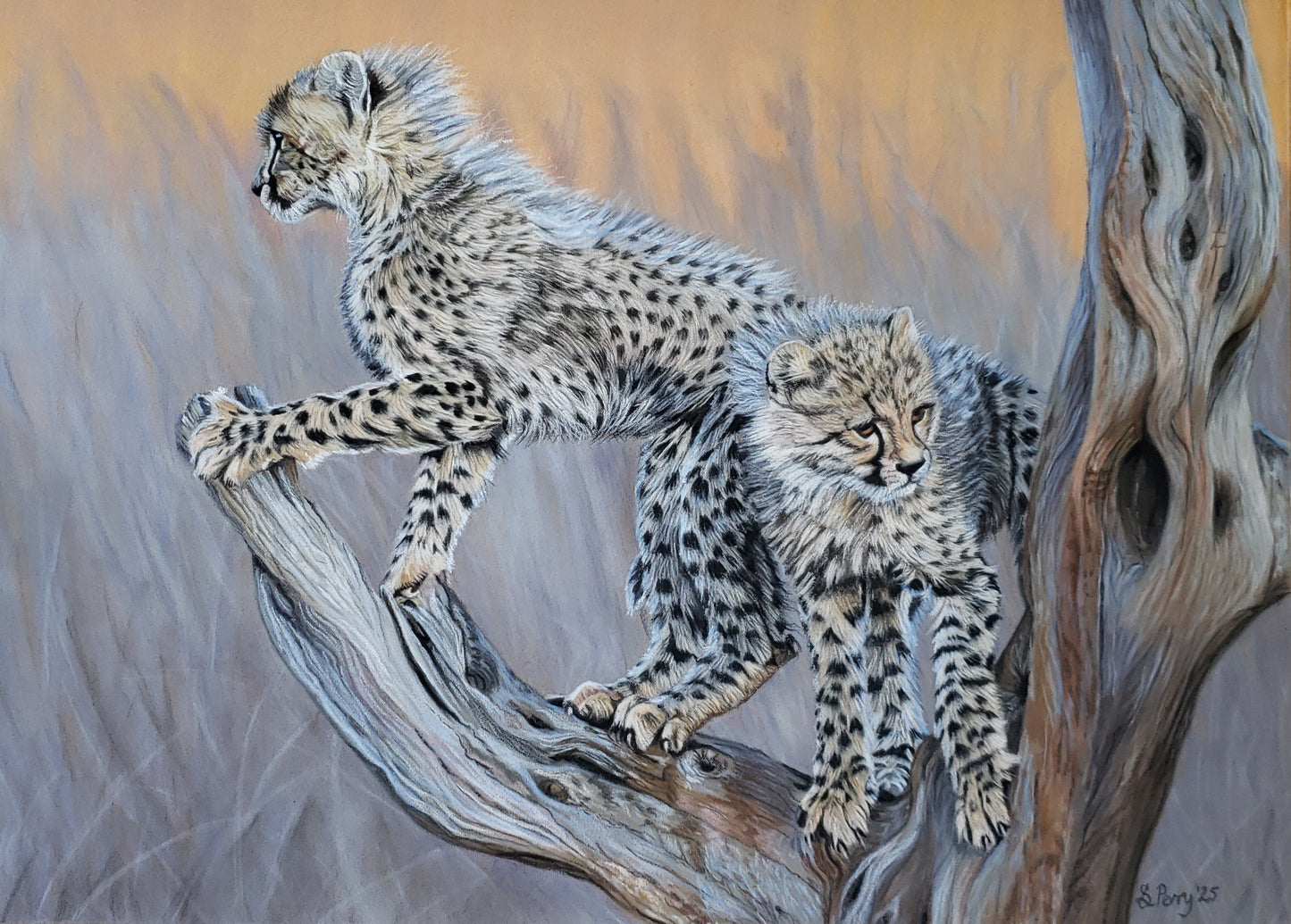 "Young Sentinels" Cheetah cubs giclee print