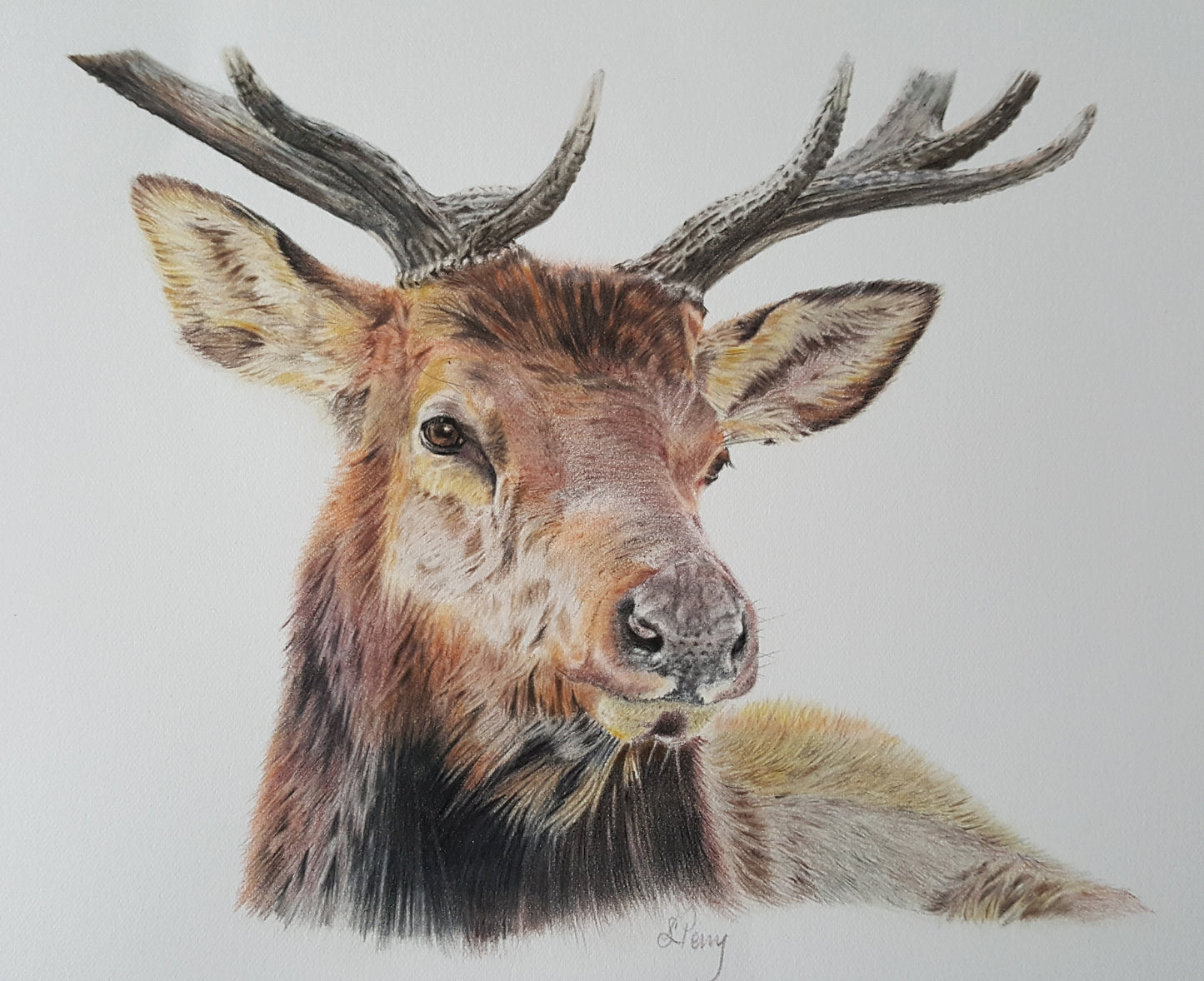 "Majestic Stag" original drawing